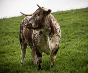 English Longhorn cattle