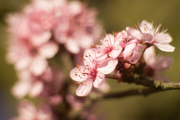 pink cherry blossoms