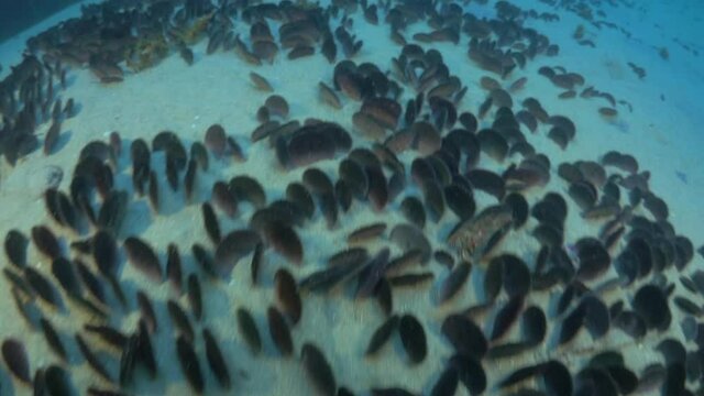 Bed Of Clams And Star Fist On Rock In Sea - Monterey, California