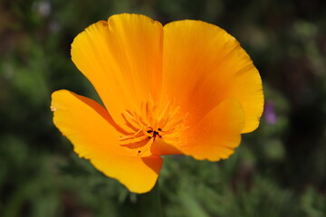 春の公園に咲くカリフォルニアポピーの花