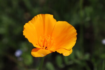 Fototapeta premium 春の公園に咲くカリフォルニアポピーの花