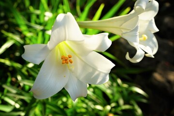 White Easter Lily on blurred background, white flower, closeup - テッポウユリ 白いユリ