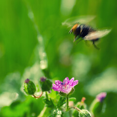 FIELD FLOWERS - Landscape in the spring meadow