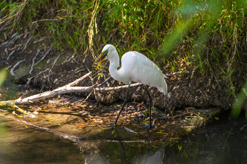 Great Egret (Ardea alba) holds a crayfish in its beak. 