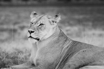 portrait of a kalahari lioness