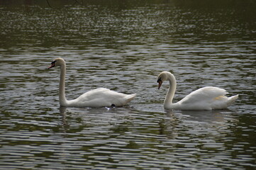 two swans on the lake