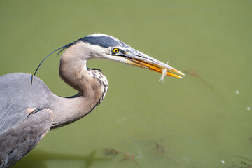 Great gray heron (Ardea cinerea) caught a small fish. 
