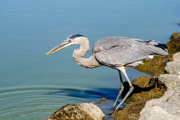 Great gray heron (Ardea cinerea) caught a small fish.