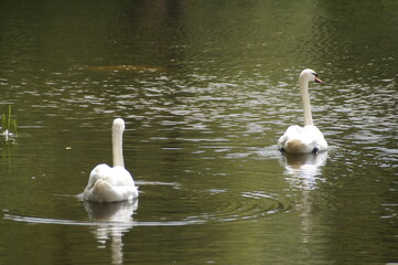 two swans on the lake
