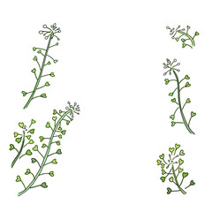 ナズナ_カラー_装飾_透明背景