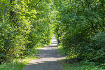 Fototapeta na wymiar Brown path is in a green deserted summer park