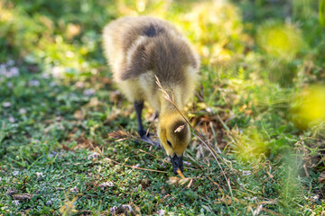 Canadian gosling eating grass. Close-up