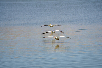 Three pelicans flying over the lake.