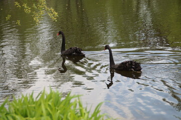 black swan on the lake