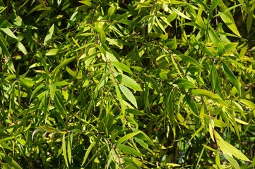 Melaleuca cajuputi plants, commonly known as cajuput in the forest