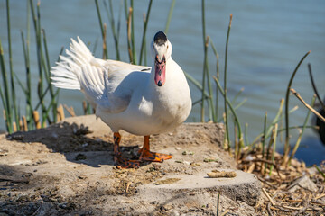 White duck Mulard stands by the lake.	