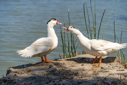 Two white Mulard ducks stand by the lake.	