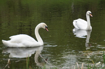 two swans on the lake