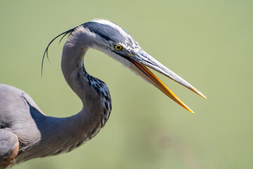 Close up of Great blue heron with open mouth. Wildlife photography.	