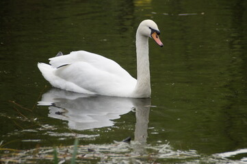 swan on the water
