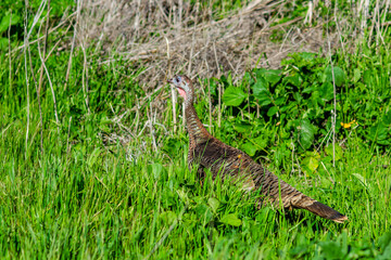 A female wild turkey is walking in Fremont Central Park. Wildlife photography.