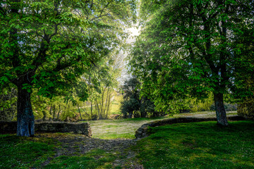 path through the chestnut trees, illuminated by rays of sunlight through the branches and the meadow in the background.