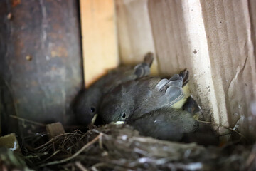 Nest with little chicks in the barn.