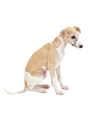 Whippet puppy sitting, studio shot on white background
