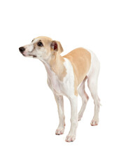 Whippet puppy standing, studio shot on white background