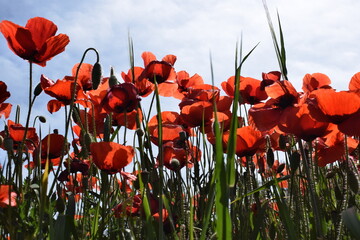 campo amapolas