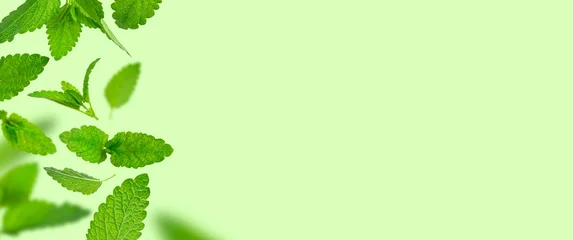 Fotobehang Fresh flying green mint leaves, lemon balm, melissa, peppermint isolated on green background flat lay. Mint leaf texture, pattern. Spearmint herbs. Tea ingredient. Ecology organic natural layout © olgaarkhipenko
