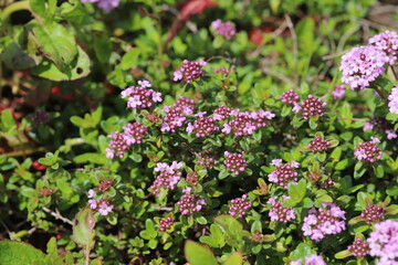 春の公園に咲くイブキジャコウソウの薄紫色の花