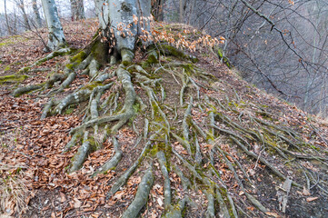 Tree roots in the villages of Rosolin, Polana, Bieszczady Mountains
