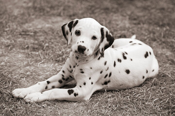 Cute Dalmatian puppy, sepia toned black and white image