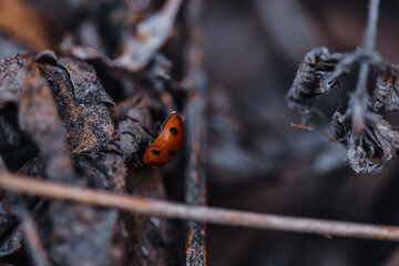 Vertical shot of a red ladybug crawling on dried leaves