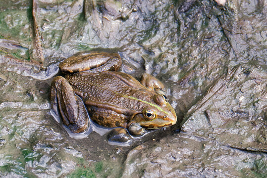 detail of a frog in a canal