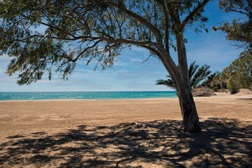 tree on the empty beach of bolnuevo, mazarron, murcia, spain. giving shade on a beautiful sunny day with the turquoise blue sea
