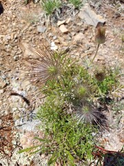 pasque flower, wind flower, prairie crocus, Easter flower, and meadow anemone after blooming