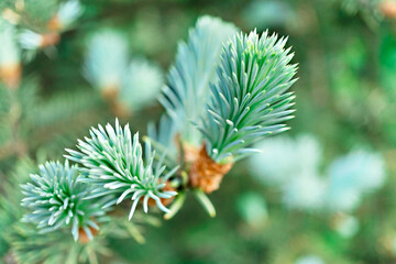 Naklejka na ściany i meble Small young fresh bunches of blue spruce needles close up, spring plant growth, coniferous tree background, beauty in nature, macro, botanical