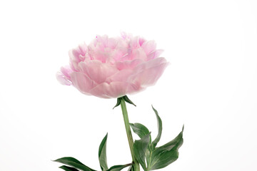 pink flower, large blossoming peony on a white background isolate, mock-up for design