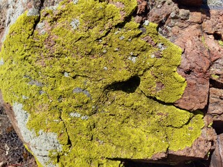 Rock covered with moss lichen full frame 