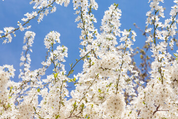springtime background, blooming fruit tree in spring, white flowers on plum in the garden against blue sky