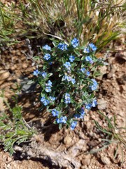 Eritrichium sajanense the rare wildflower forget-me-nots or scorpion grasses