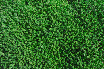 green background from small grass. natural background