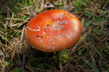 Amanita mushroom found in the mountains in the forest