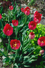 Obraz premium pink tulips bloom on a flower bed in the garden