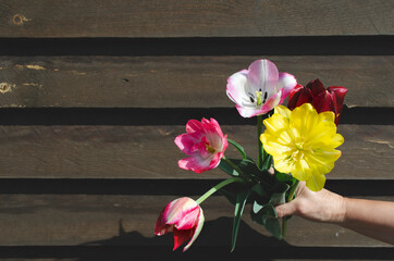 bouquet of tulips in hand on a wooden background. bouquet for mothers day background
