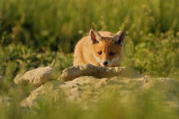 Naklejka na ściany i meble Cute red fox cub in the grass - Vulpes vulpes