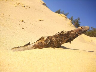 tree on the sand