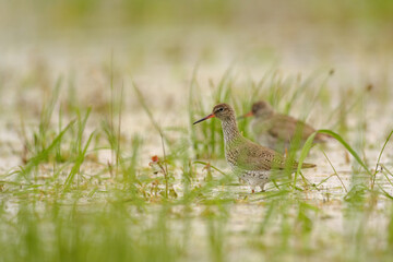 Common Redshank - Tringa totanus in the water pond